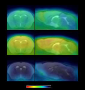 Representative PET images in mouse model with 18F-PDE-1905.