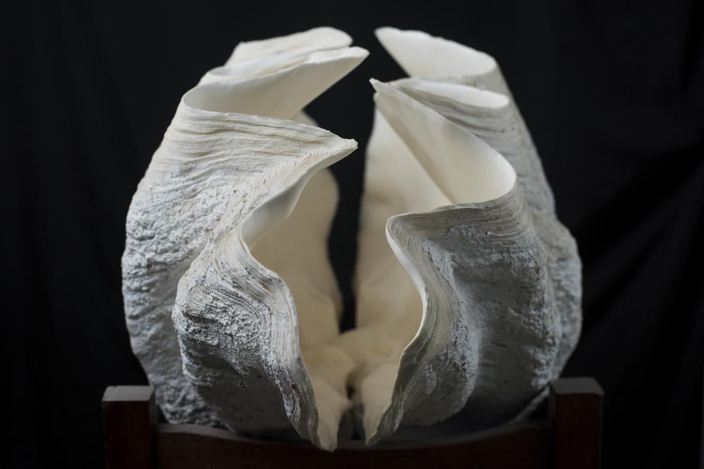A Tridacna Shell from the South China Sea