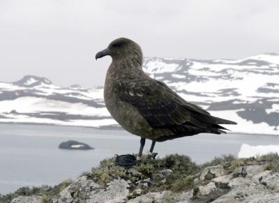South Polar Skua