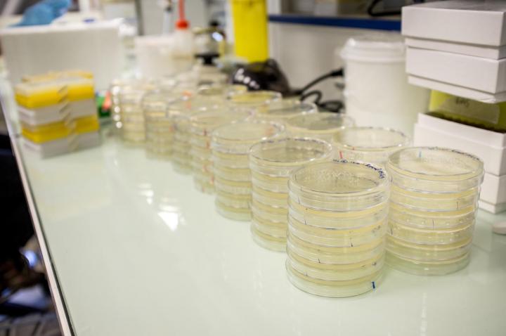 Caixas de petri com bactérias
