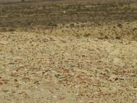 Close-up view of Elusa trash mound.