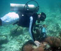 Coral Sampling