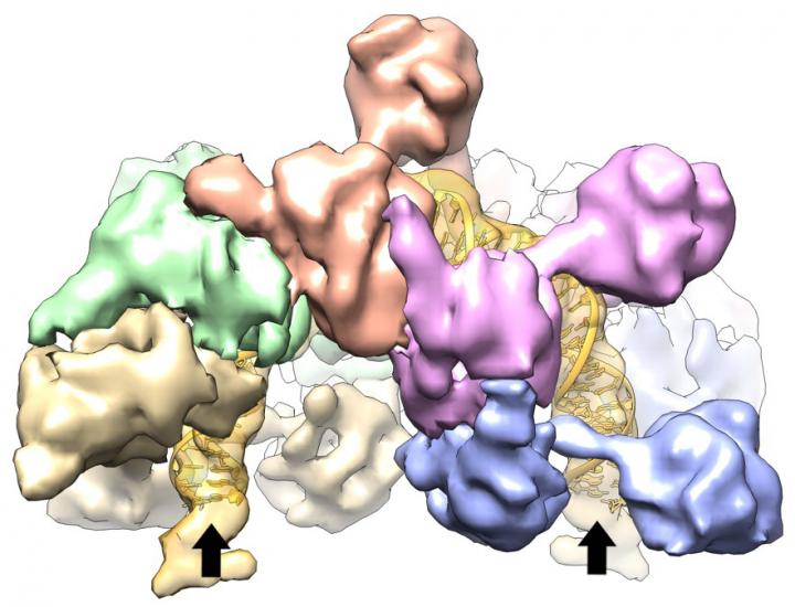 The Clamshell Shape of IstB