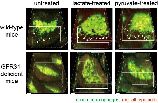 Fig.2. Dendrite Protrusion of Intestinal Macrophages by Lactate and Pyruvate