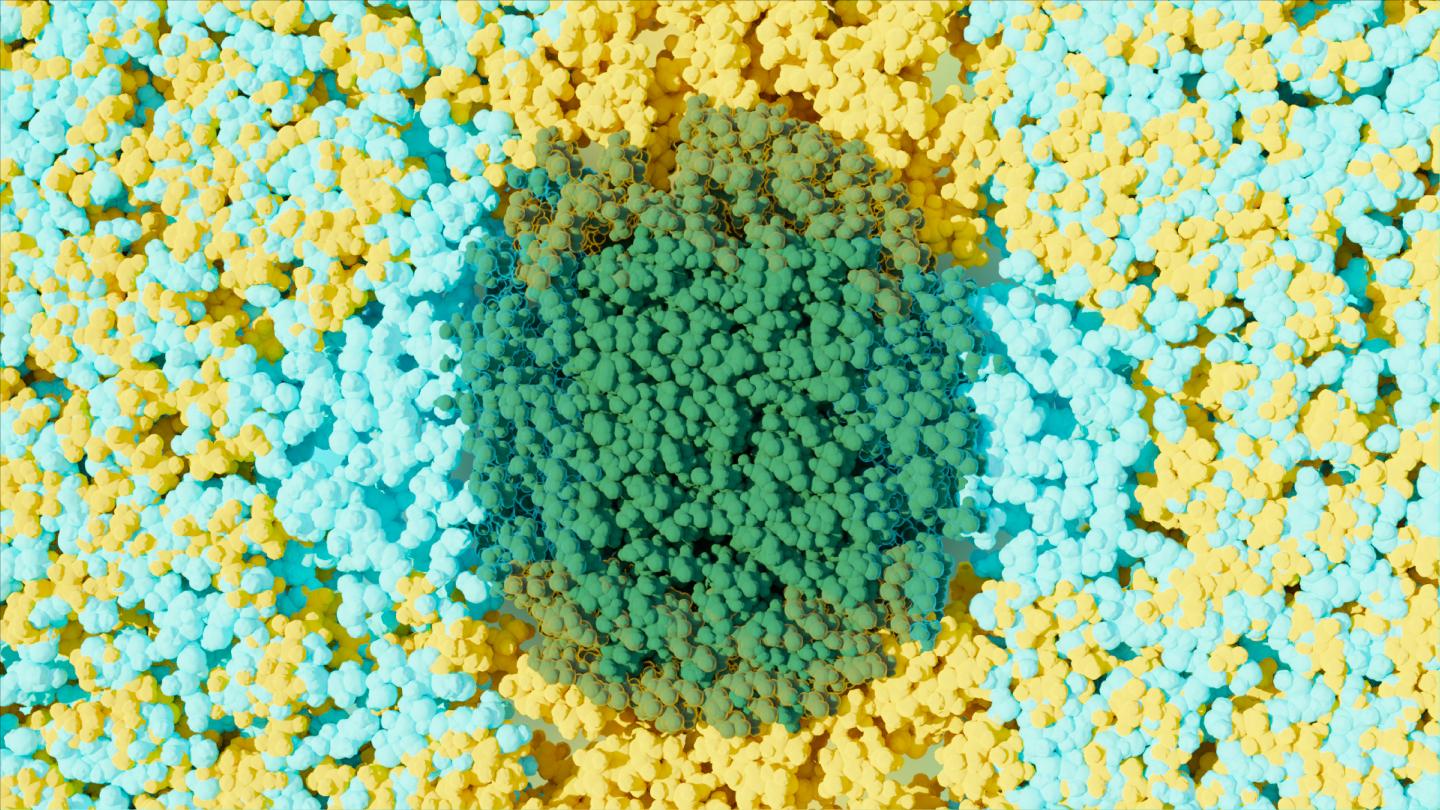 Solvent and Water Form Nanoclusters to Drive Biomass Deconstruction