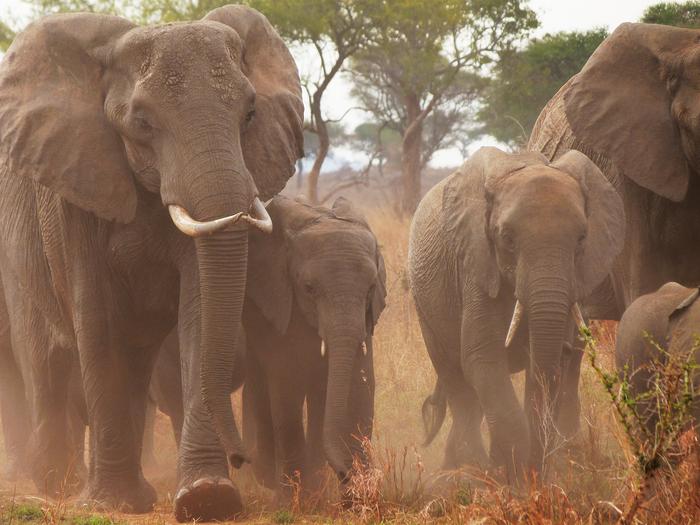 elephant dry season