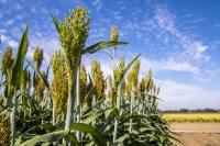 Sorghum