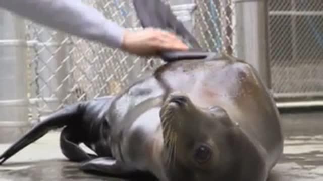 Studying Nature's Solutions: Making a Robotic Foreflipper to Mimic Sea Lion Propulsion