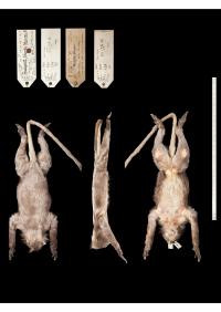 Stuffed Holotype of the Newly Described Popa Langur