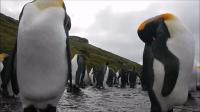 Sleeping Duo Responding to Orca Call