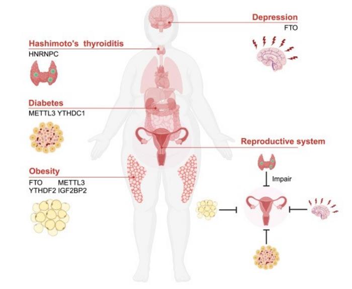 m⁶A and body physiological state.