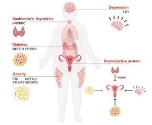 m⁶A and body physiological state.