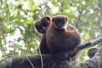 Lemur and Dad and Baby 2