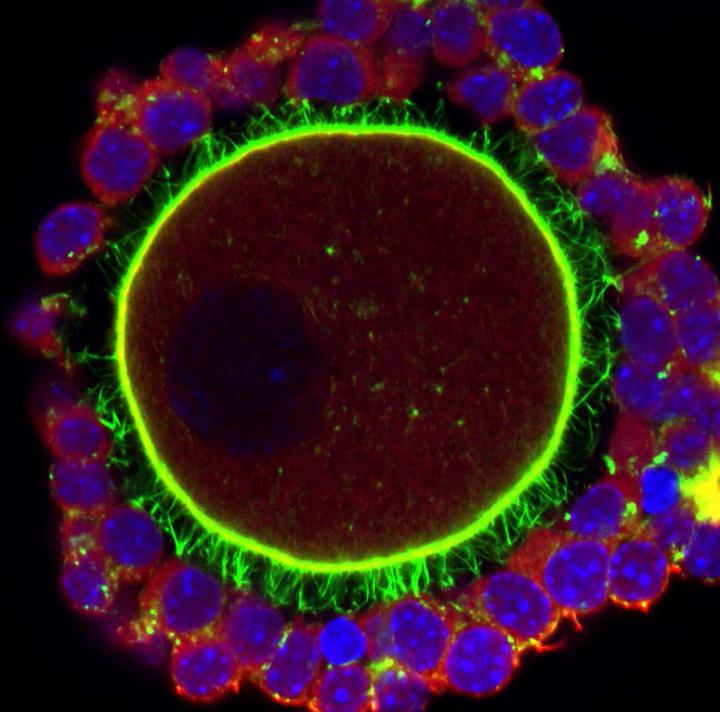 Growing oocyte (or egg) captured by confocal microscopy