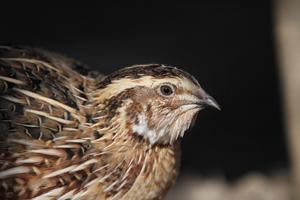 Japanese quail