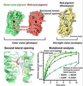 Structural comparison of red, green cone pigments, and rod pigment (rhodopsin)