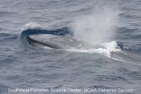 Blue Whale