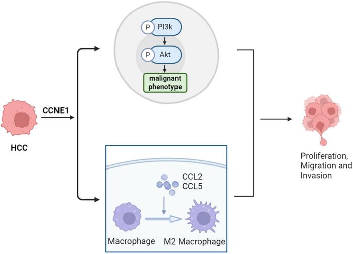 CCNE1 Promotes the Progression of Hepatic Precancerous Lesion and the Malignant Phenotype of Hepatocellular Carcinoma