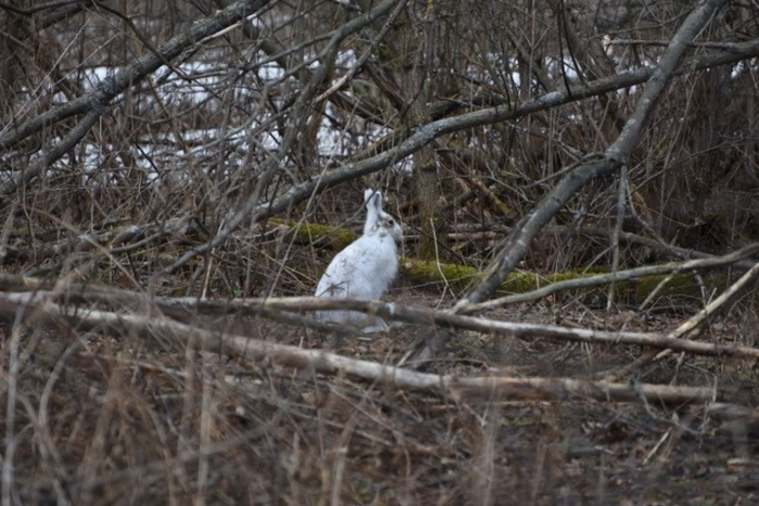 Mountain hare.
