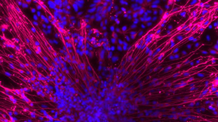 Neurons