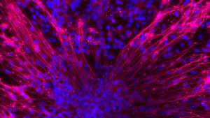 Neurons