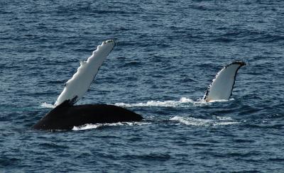 Humpback Whales