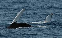 Humpback Whales