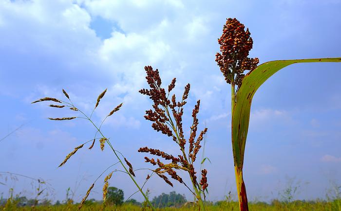 Sorghum