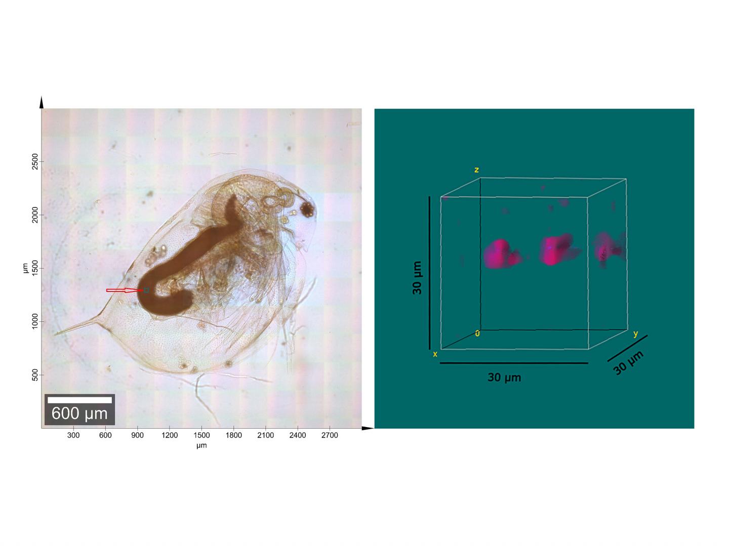 Daphnia & PVC