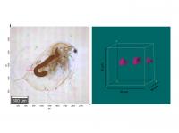 Daphnia & PVC
