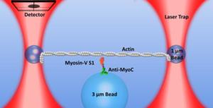 Single molecule laser trap assay