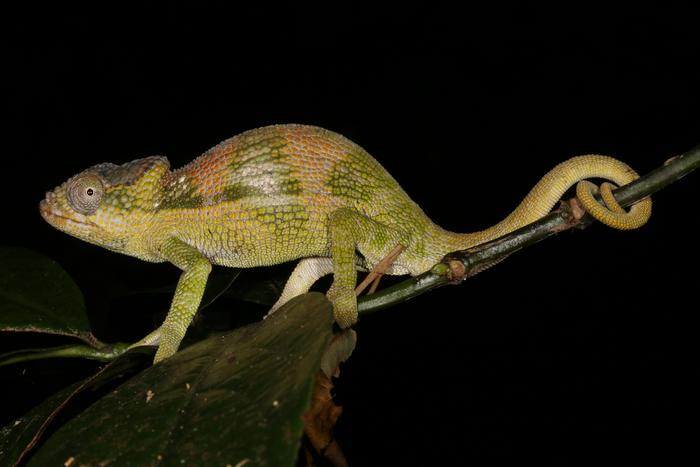 Nadzikambia franklinae