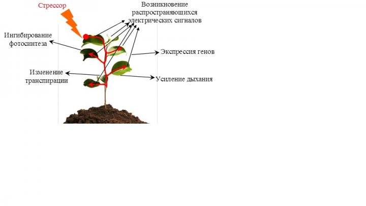 Propagating Electrical Signals that Arise under the Heterogeneous Action of Stressors