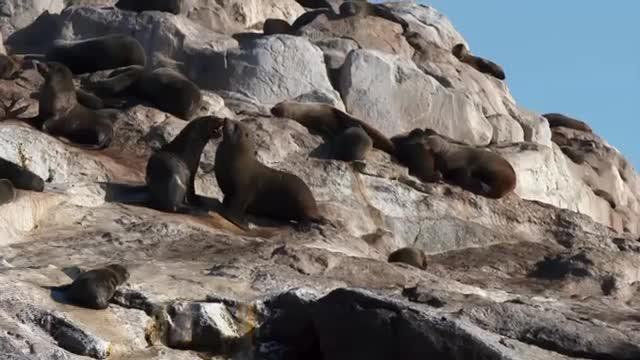 Stress Test: New Study Finds Seals are Stressed-Out by Sharks