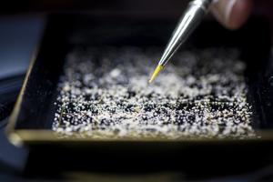 Foraminifera being picked