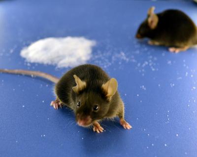 Comparing Strains of Lab Mice Reveals Mutations (3 of 9)
