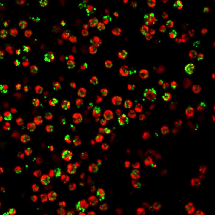 Stressed <i>Chlamydomonas reinhardtii</i> Cells Producing Lipids