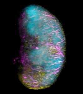 CD8+ T cells (yellow) inside mouse lymph nodes. Scientists developed a strategy to boost these cells using mRNA vaccine technology.