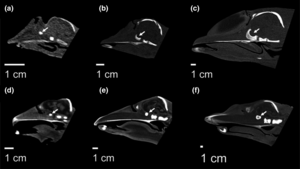specimen CT scans