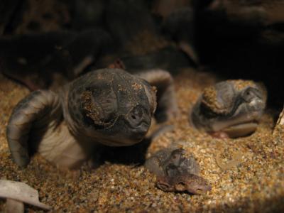 Green Turtle Hatchlings