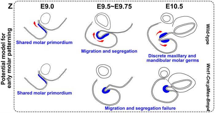 A shared beginning for upper and lower molars