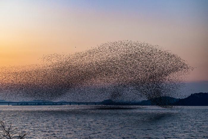 Figure 1. Example of collective motion, known as “flocking”, in nature. A murmuration of Baikal teal that resembles a dolphin, observed in South Korea