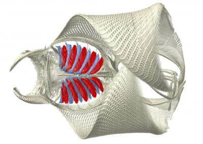 Ray Filters, Gill Arches CT Scan