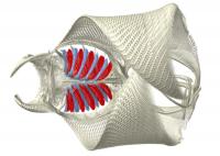 Ray Filters, Gill Arches CT Scan