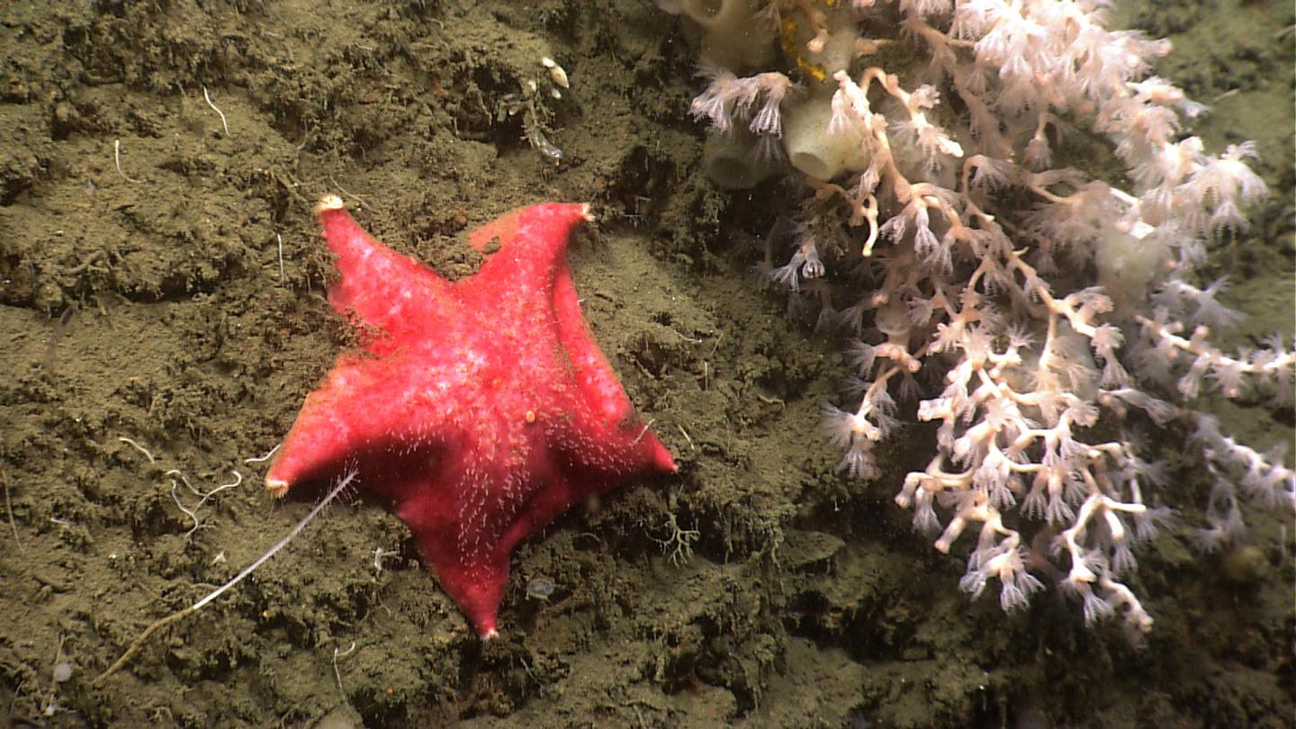 Batstar in Norfolk Canyon