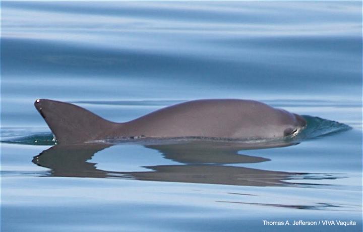 Vaquita