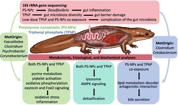How PS-NPs and TPhP affect the gut-liver axis of Pachytriton granulosus.