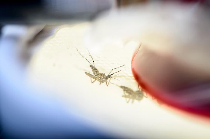 Mosquito Meal