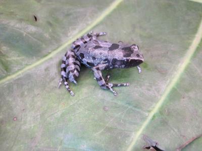 Bururi Long-Fingered Frog