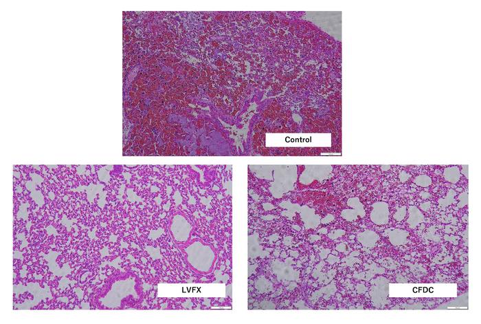 Hemorrhagic pneumonia in treatment groups